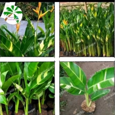 Tanaman hias heliconia parigata golden