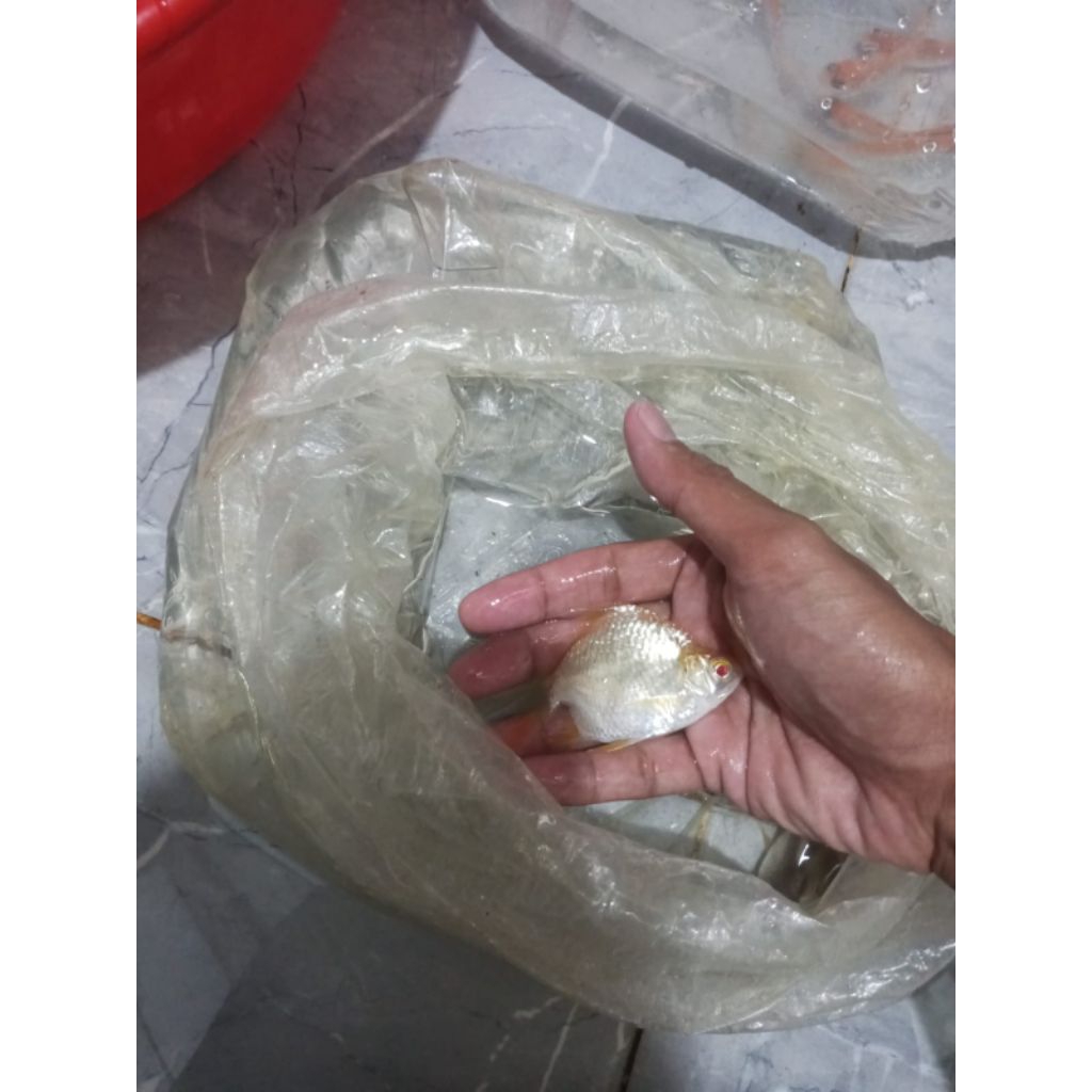 KAVIAT ALBINO SB KING UKURAN 7-9 CM