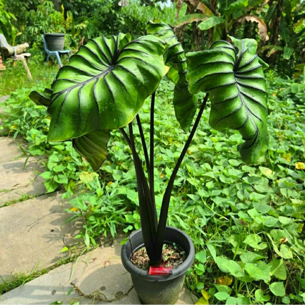 Colocasia Pharaoh Mask Tanaman Hias