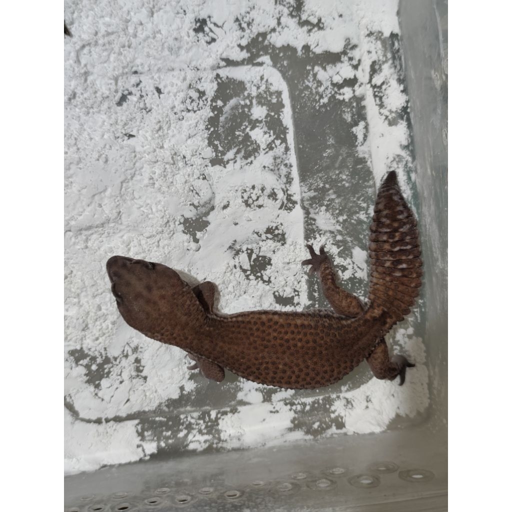 mainan aft african fat tailed gecko patty ph snow female proven