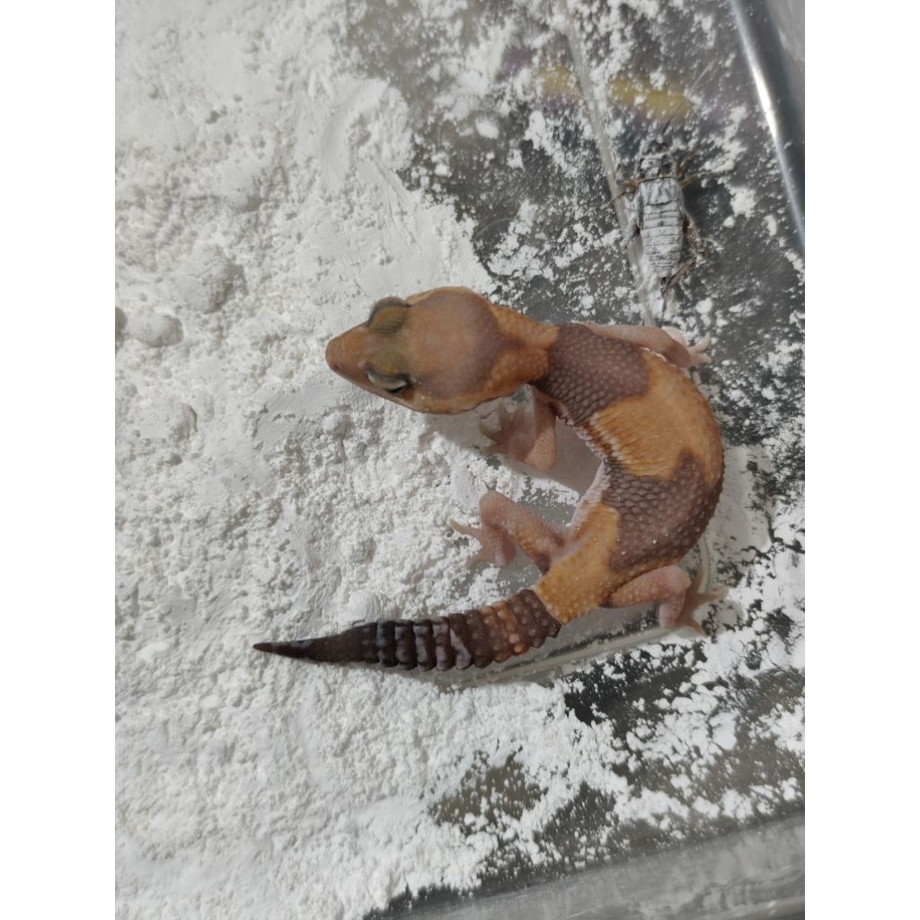 mainan aft african fat tailed gecko amel ph patty female