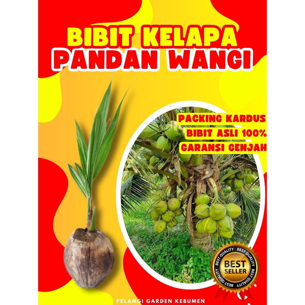 ASLI 100% Tanaman Kelapa Pendek Cepat Berbuah, Tanaman Kelapa Pendek Entok Jumbo