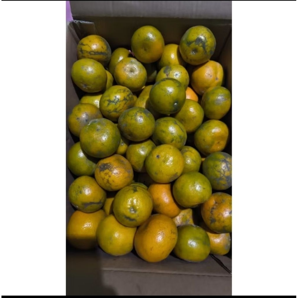 buah jeruk medan super 1kg