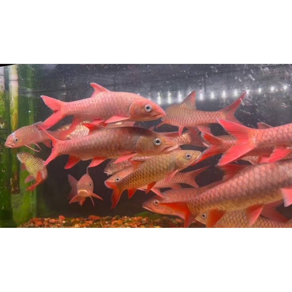 Stiker Kelah Merah Hulu Terengganu 12-14cm