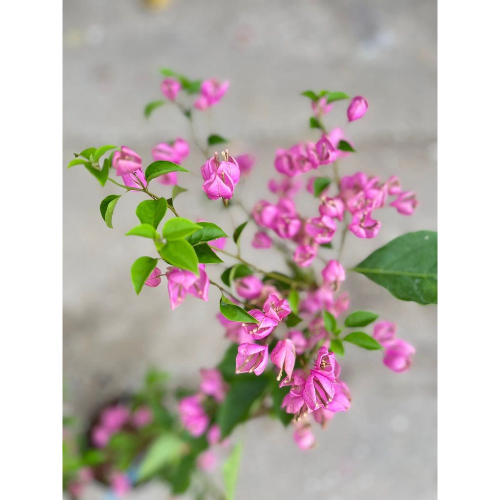 Bougenville anggur pink