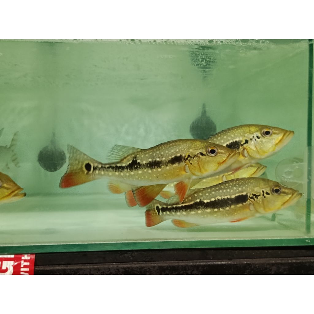 Hiasan Aquarium Peacock Bass Fogo / Pbass Fogo / Tucunare Fogo