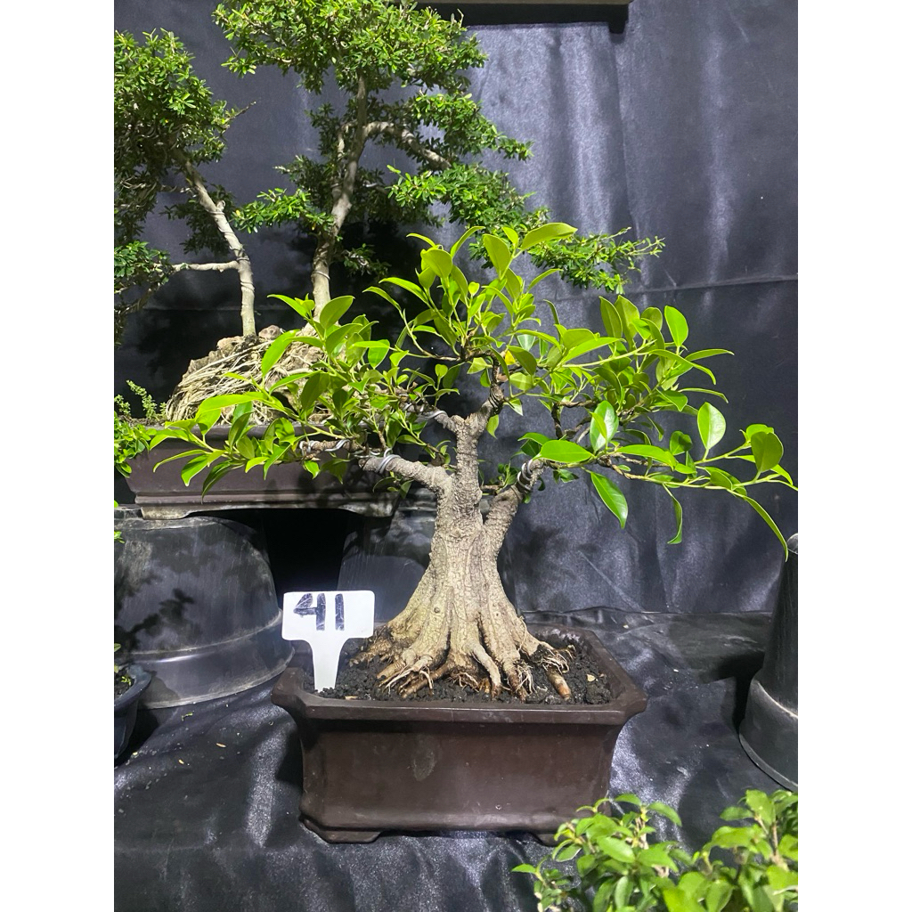 Bonsai Kimeng Tahapan Small Lb -+30 cm