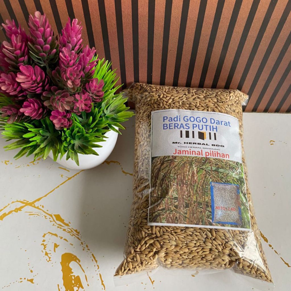 Bibit padi GOGO huma beras putih pulen