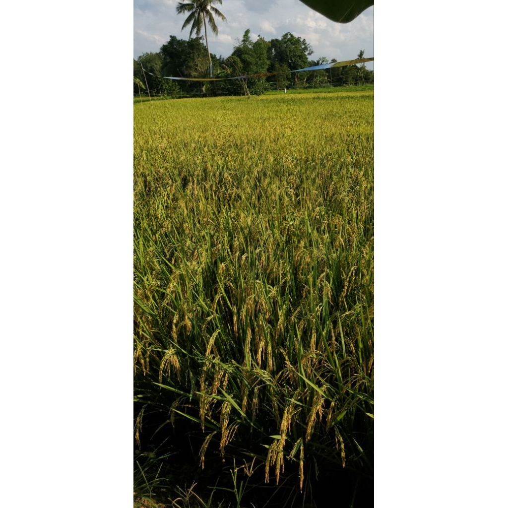 BIBIT UNGGUL CIHERANG BERUANG