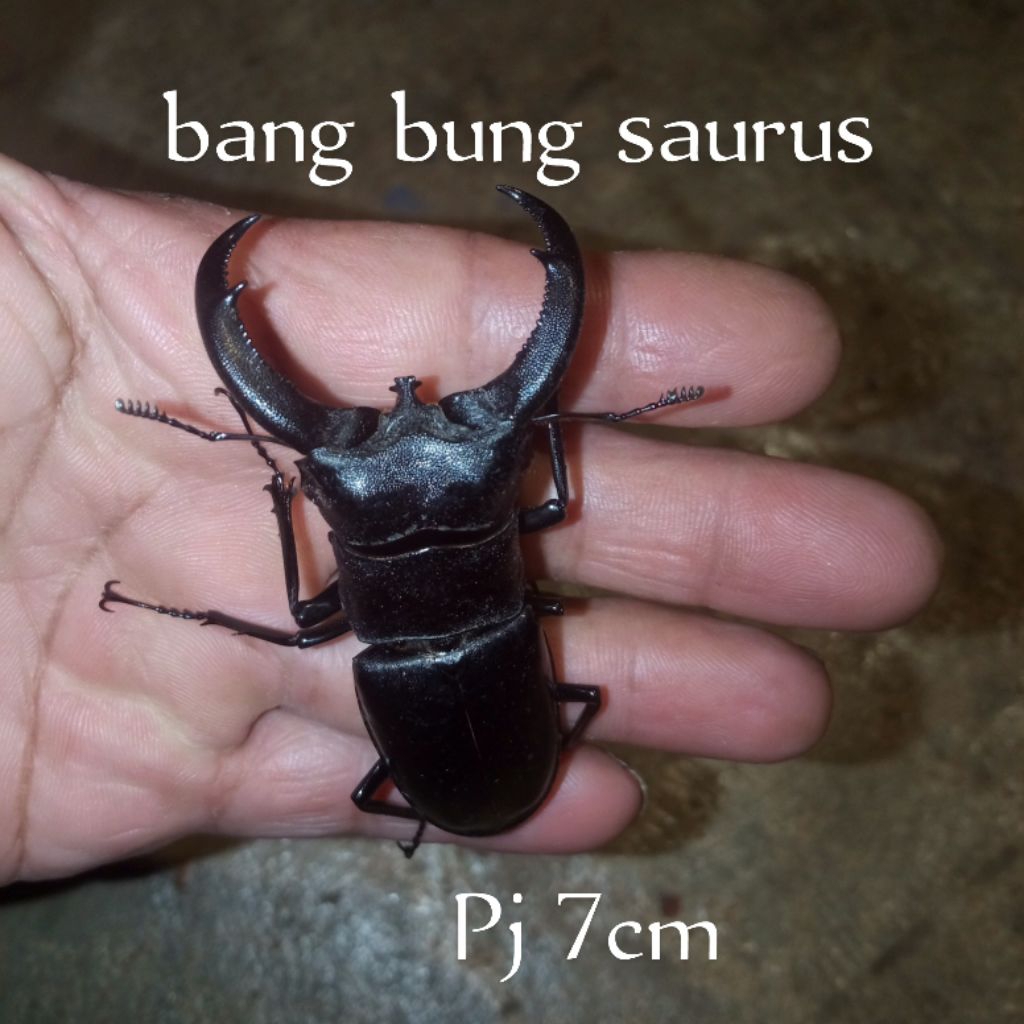 kumbang tanduk surus awetan .size 7cm
