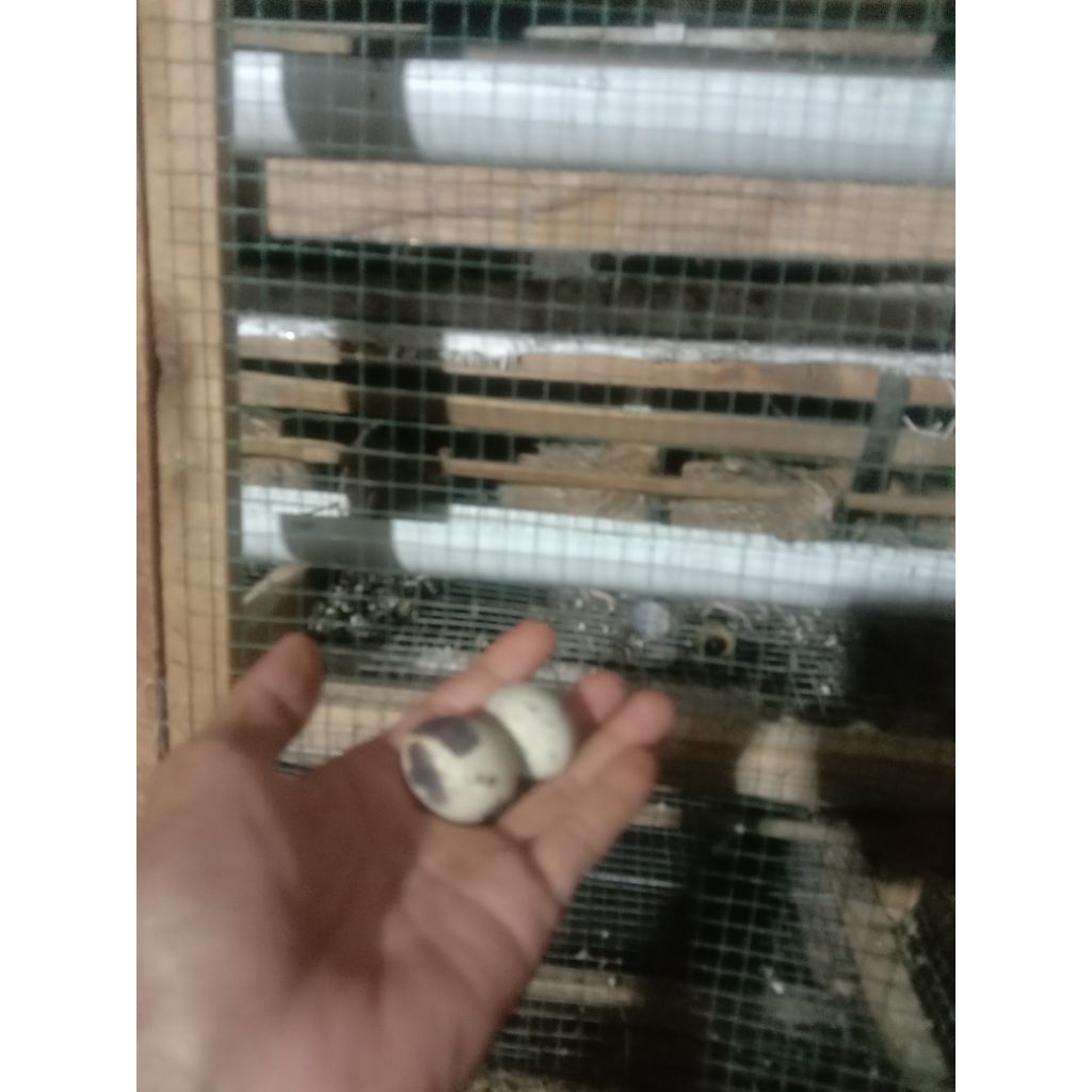Telur puyuh mentah 1kg