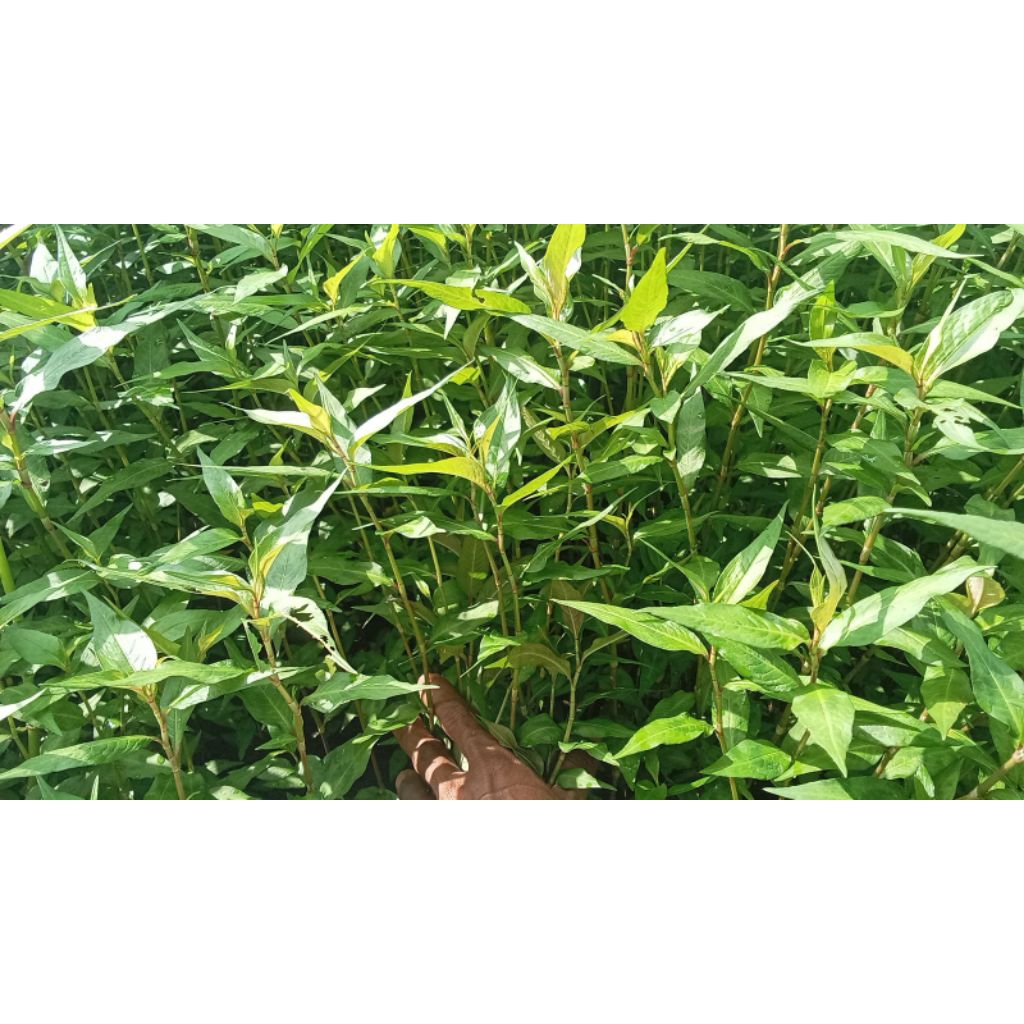 Daun laksa segar | laksa leaf 500gram