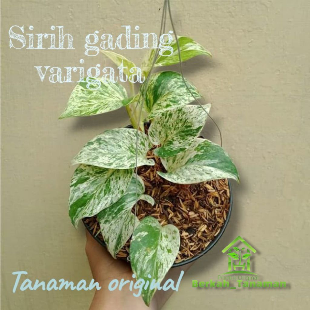Tanaman hias sirih gading varigata - sirih varigata