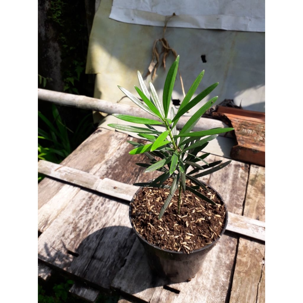 tanaman lohansung lidah burung/bibit bonsai lohansung lidah burung/lohansung lidah burung