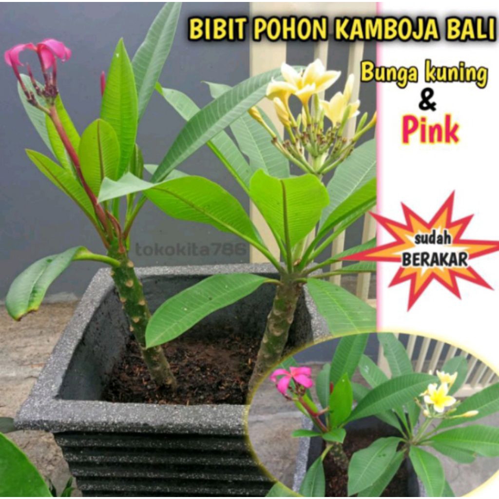 Bibit Kamboja Bali Pohon - Tanaman Kamboja Bali Berakar - Bibit Kamboja Bali Berbunga Siap Pajang Mu