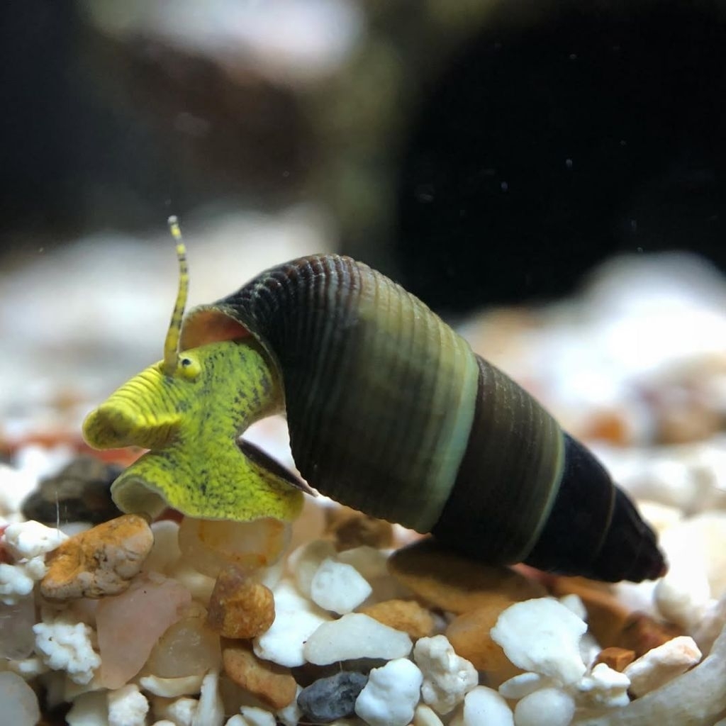 yellow rabbit snail, keong hias unik