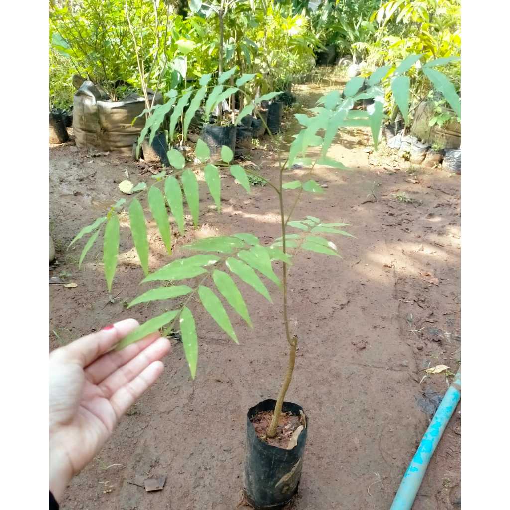 Bibit tanaman Lerak - Bahan Sabun alami - Banyak Di beli