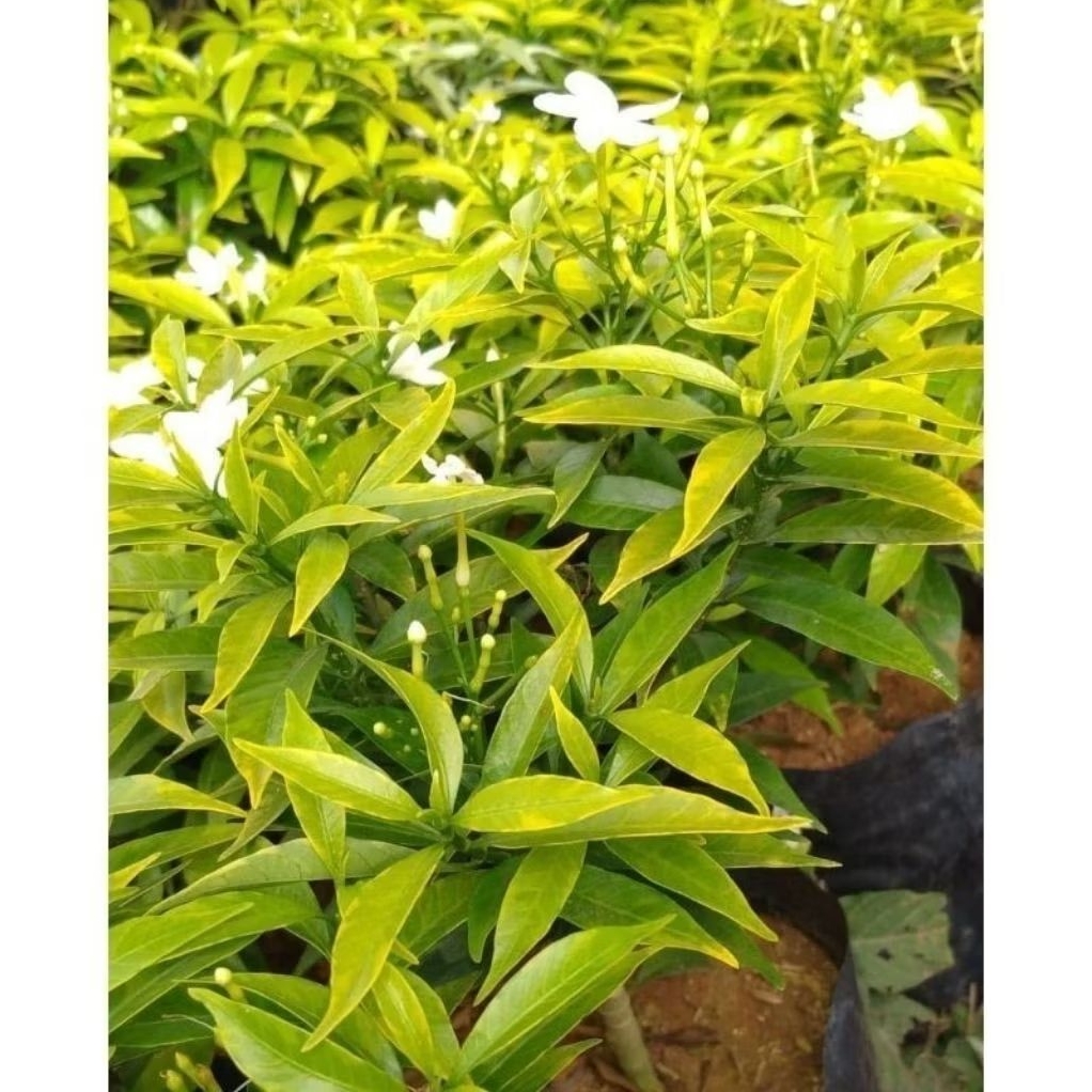 Tanaman Hias Rombusa Golden Bunga Putih Rimbun || Rombusa Kuning