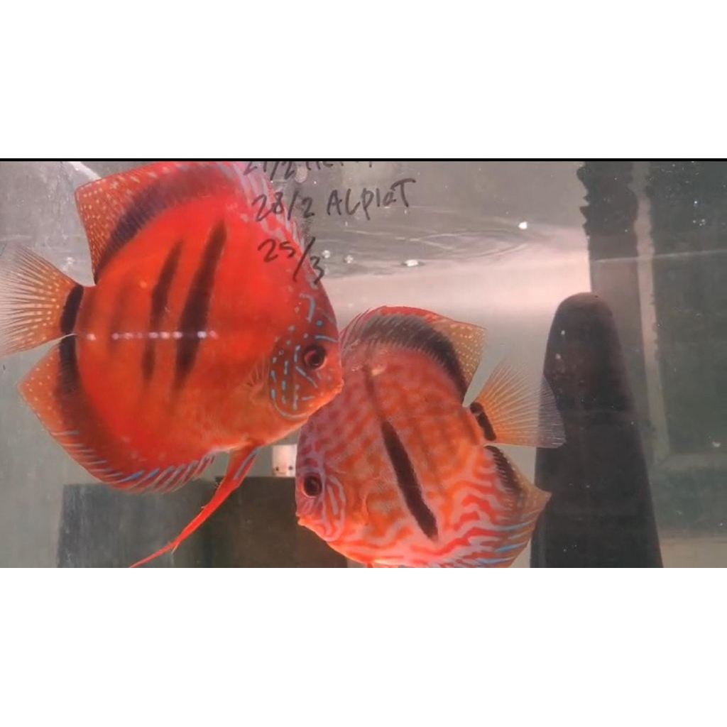 Ikan discus pair proven