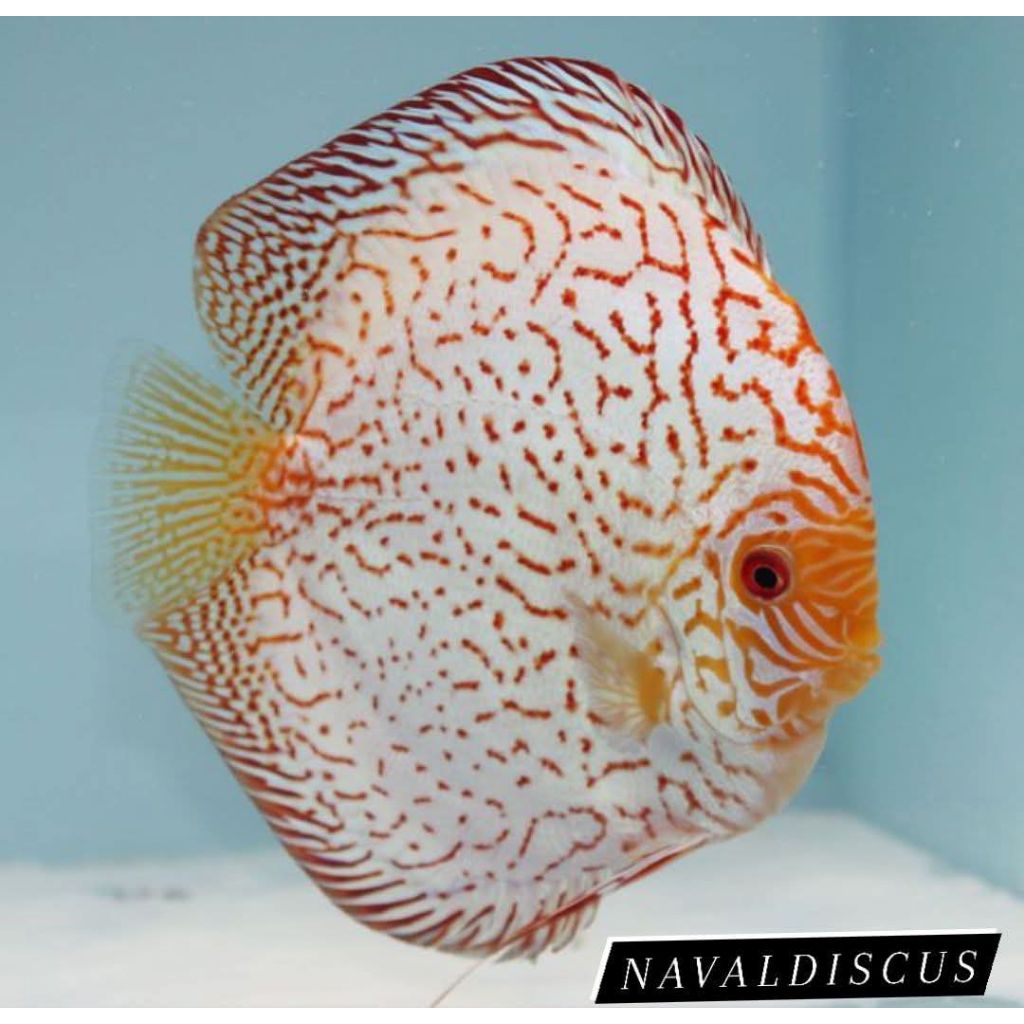Discus aquascape White pigeon ikan hias aquarium