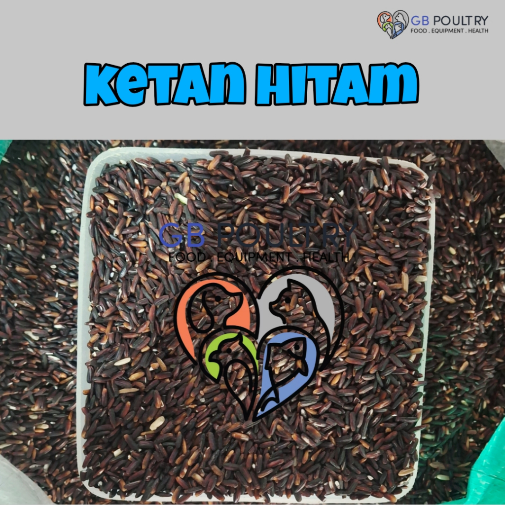 Ketan hitam 1kg pakan burung perkutut