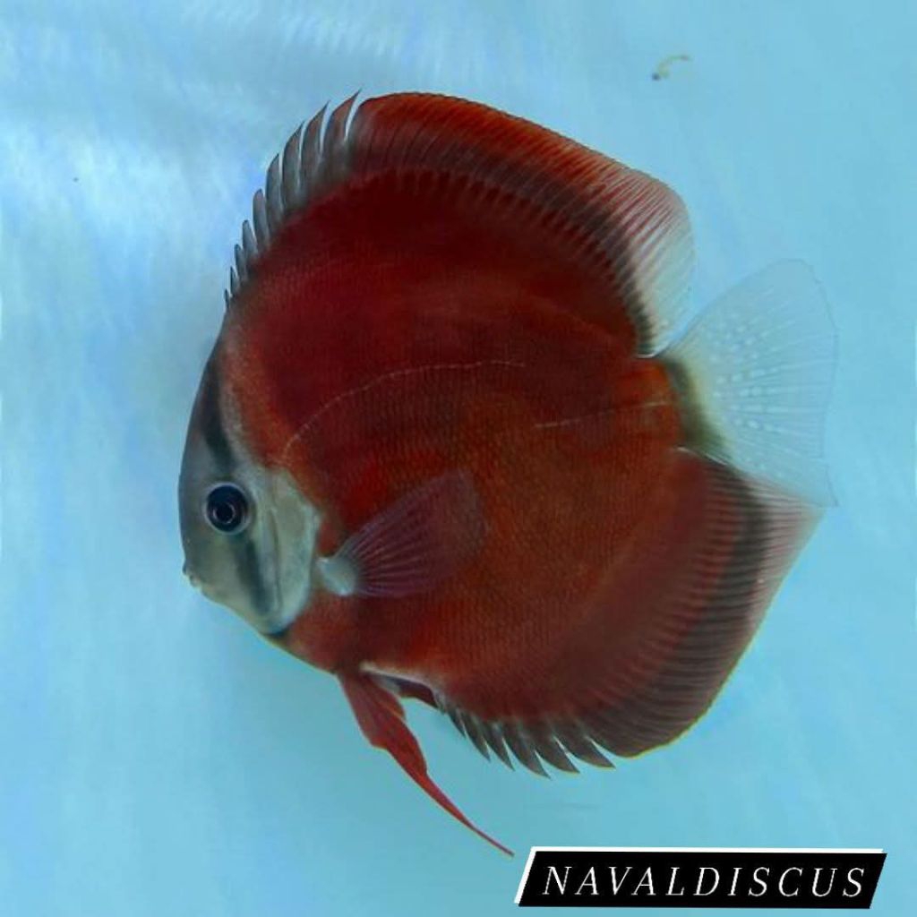 Discus aquascape Sun merah ikan hias aquarium