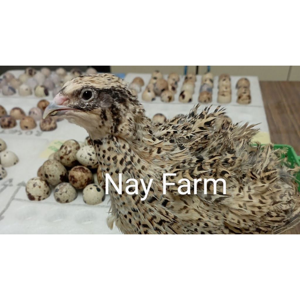 Telur Tetas Puyuh Jumbo MalonD Nay Farm | Telur Puyuh Fertil | Bibit Unggul
