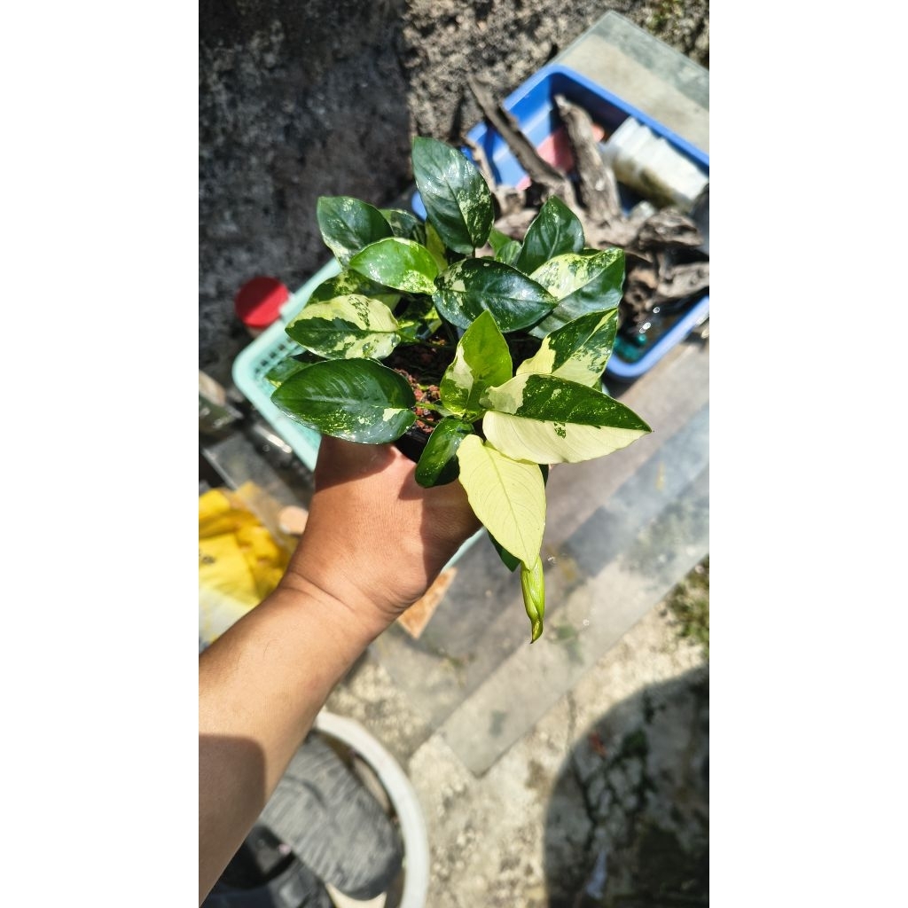 anubias panda indukan