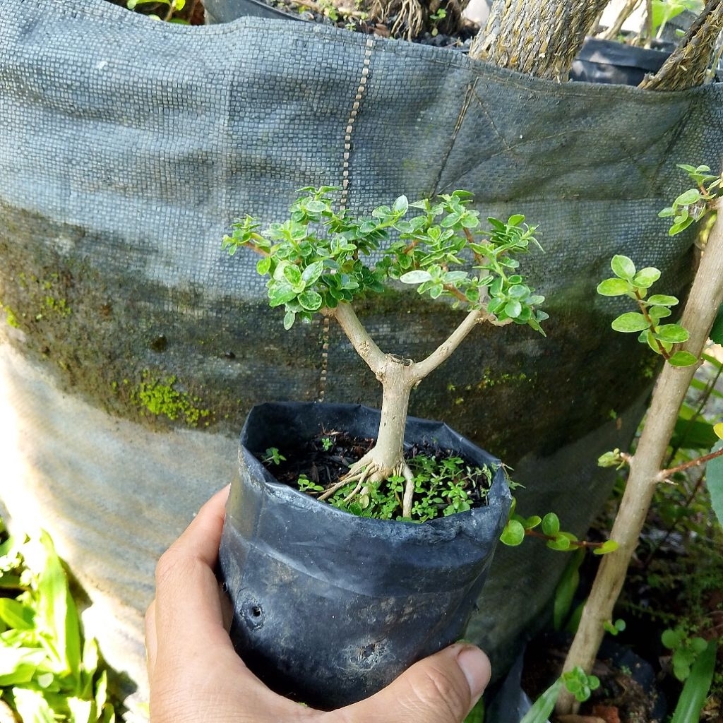 Bonsai mini sancang variegata shito