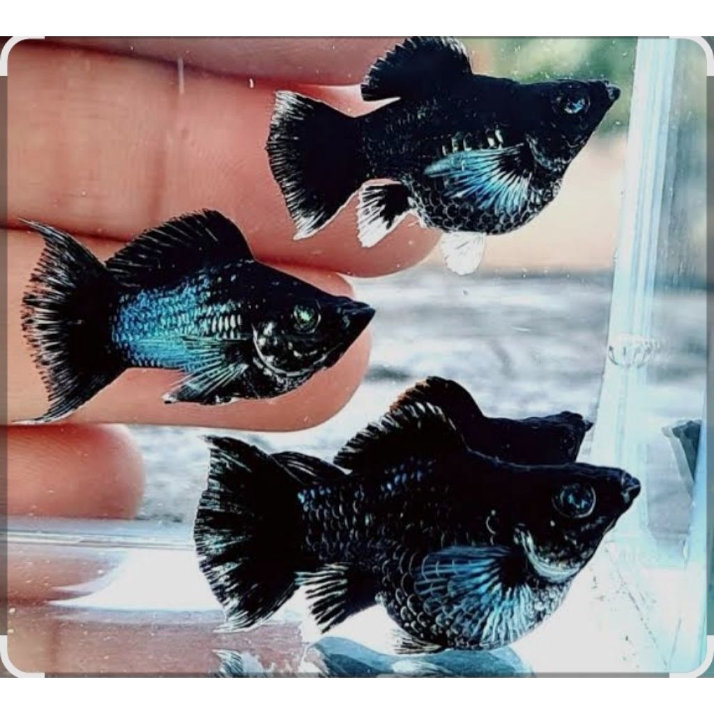 molly blue elektrik balon
