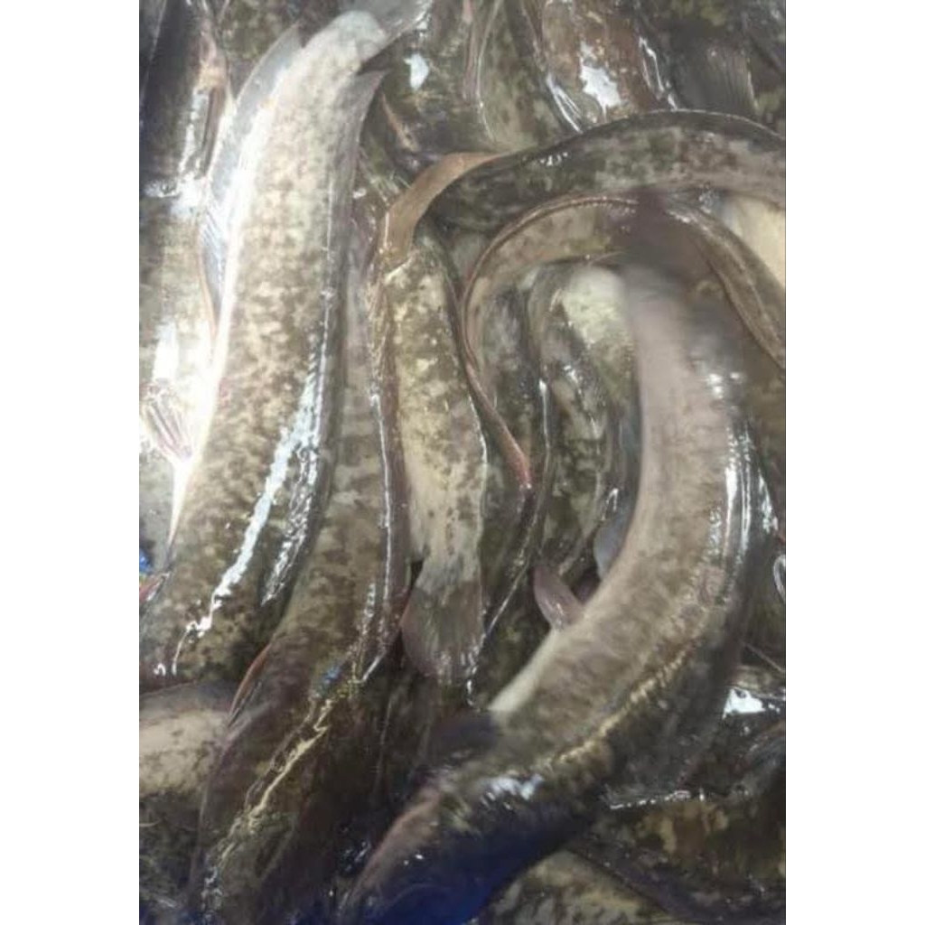 ikan lele segar medan 500gr (sudah dibersihkan)