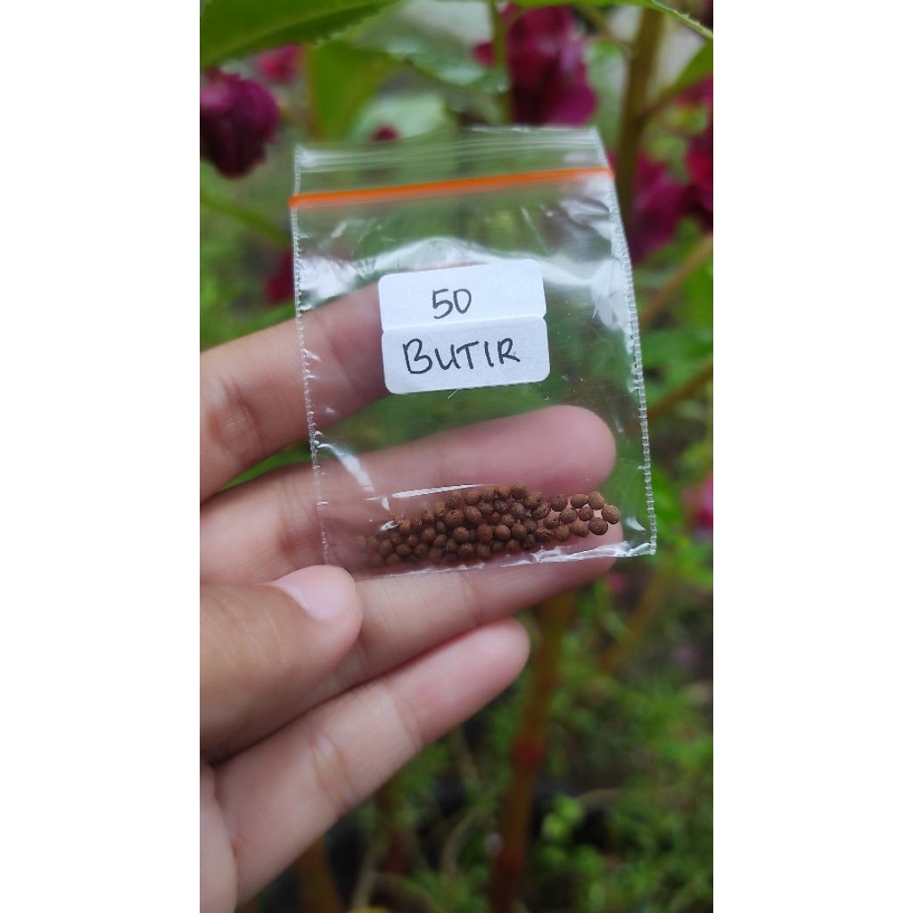 Benih Bunga Pacar Air Tumpuk Warna Merah