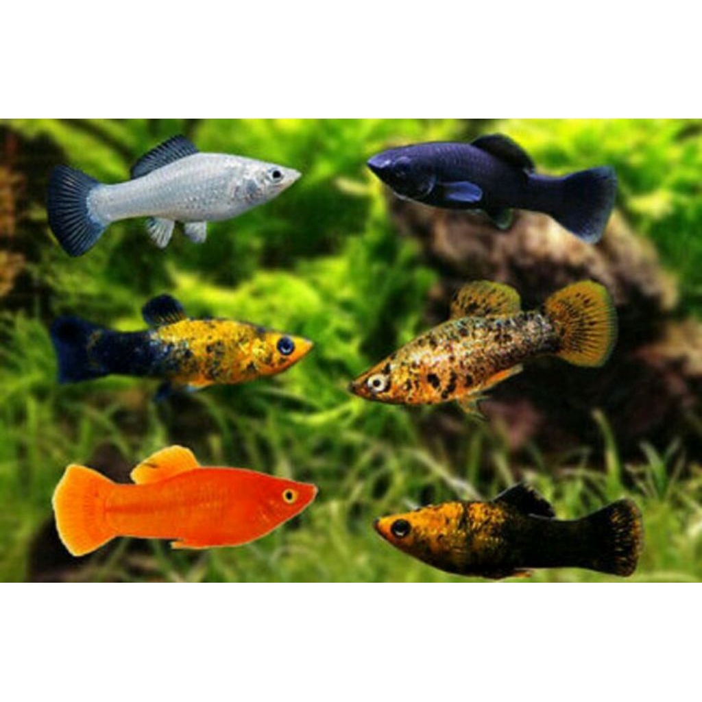 Ikan Hias Molly Balon
