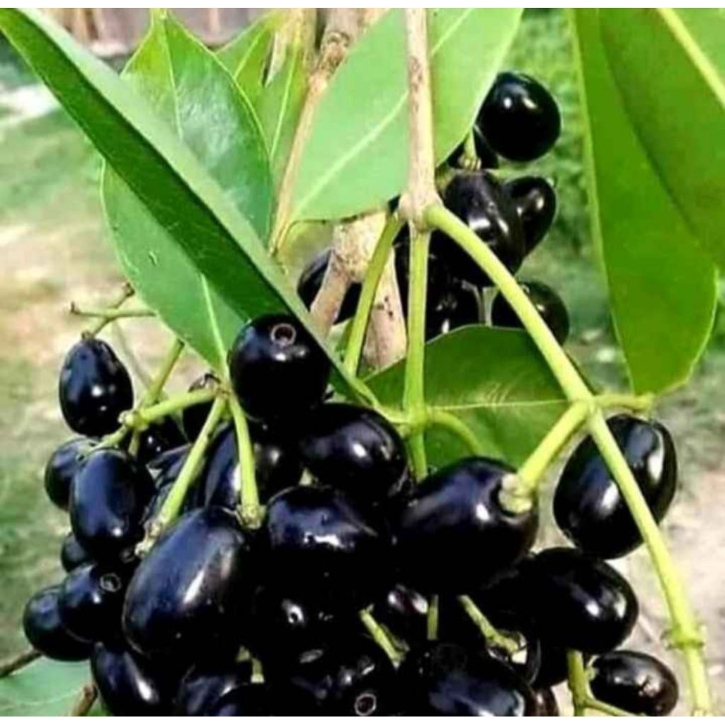 bibit Jamblang/duwet