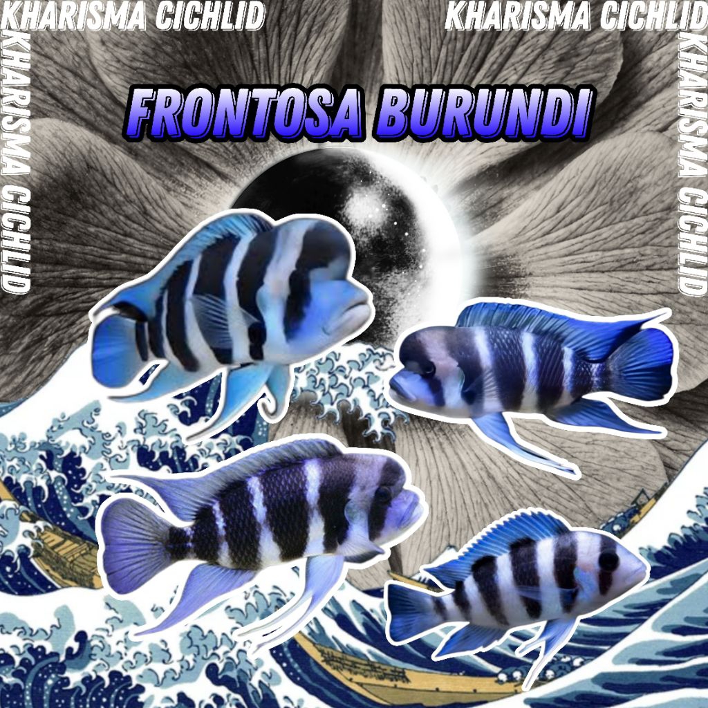 Frontosa Burundi Cichlid Murah