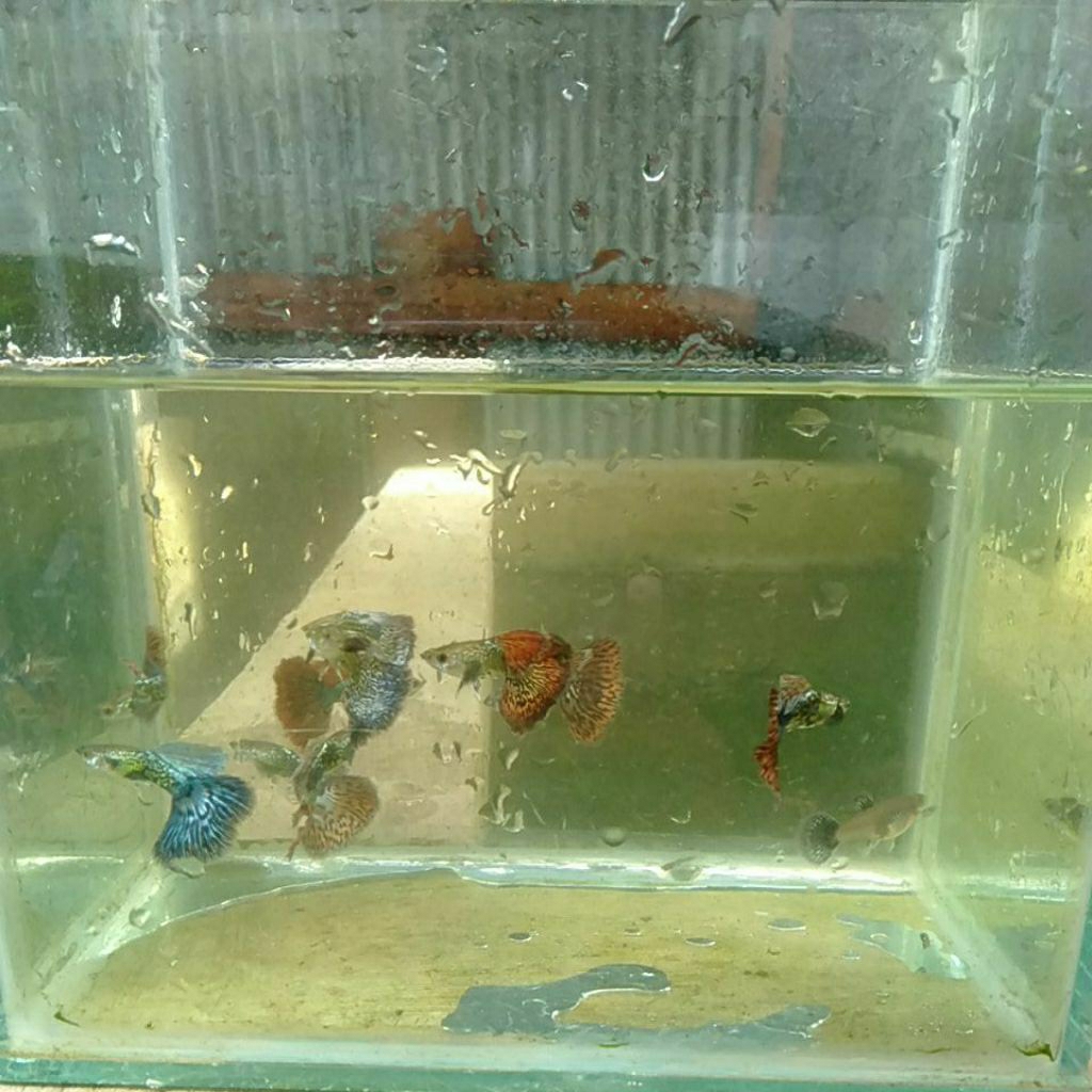 hiasan-aquarium/sepasang-guppy-dragon