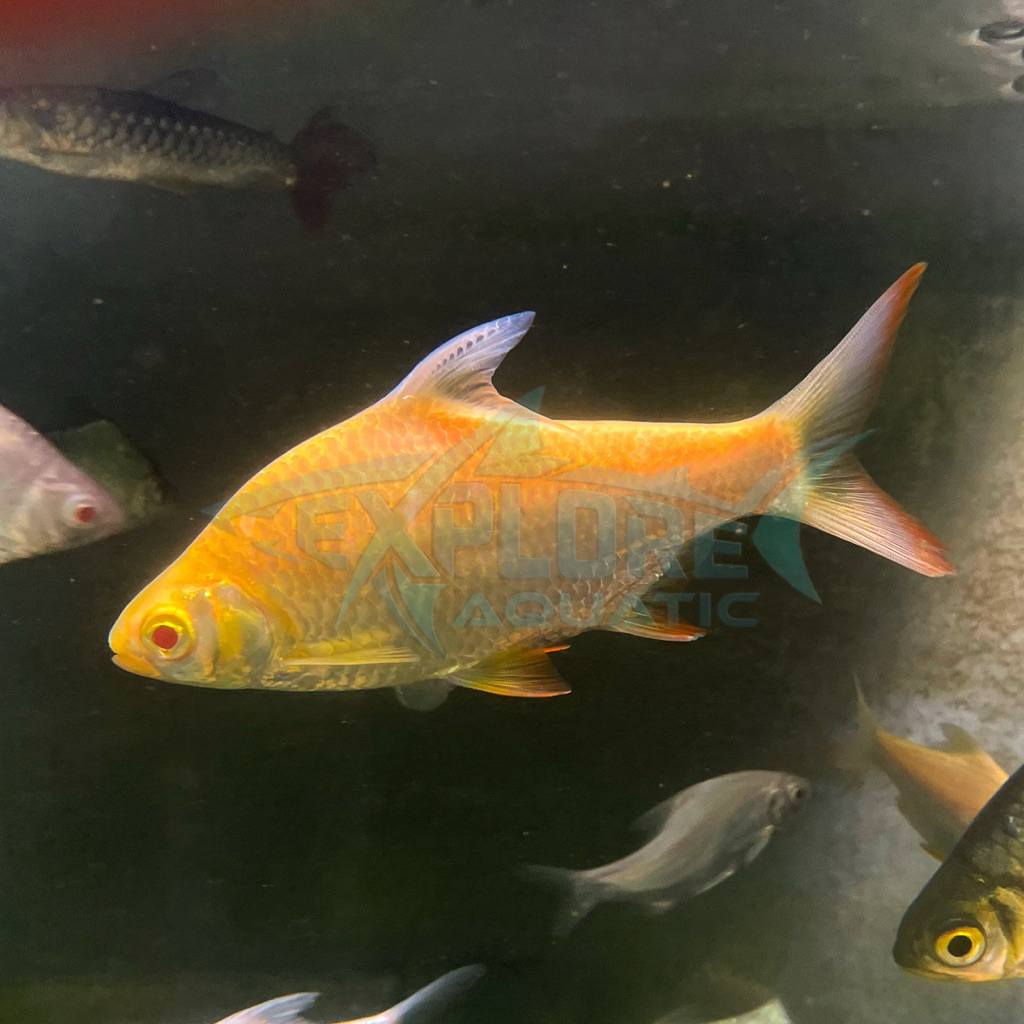 Kaviat Albino 15cm - Ikan Hias Pembersih Kotoran Aquarium Kolam