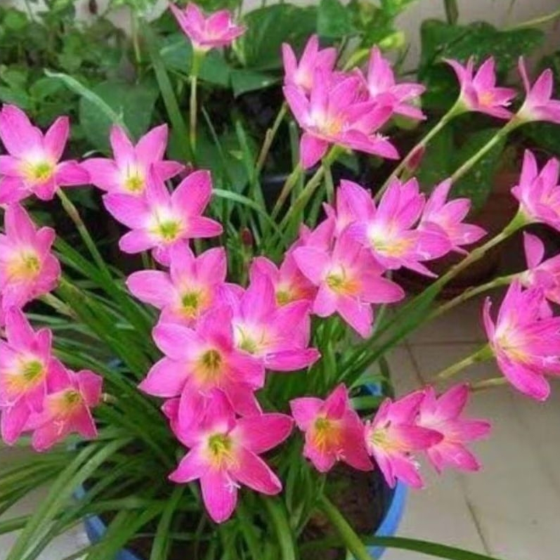 BUNGA RAIN LILY, ZEPHYRANTHES, PINK RAIN LILY, LILY HUJAN PINK