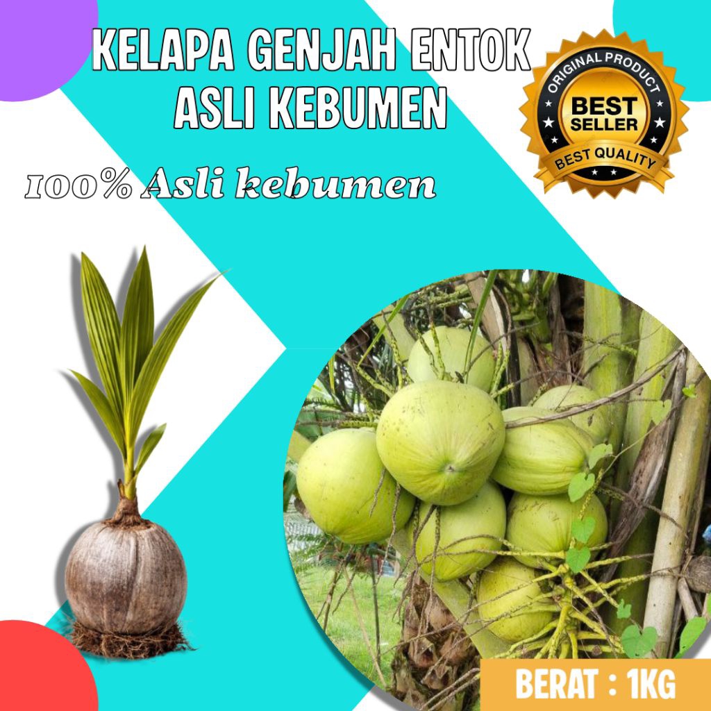 HARGA GROSIR !! Bibit Kelapa Pendek Entok Genjah, Bibit Kelapa Pendek Entok Unggul, Bibit Kelapa Pen