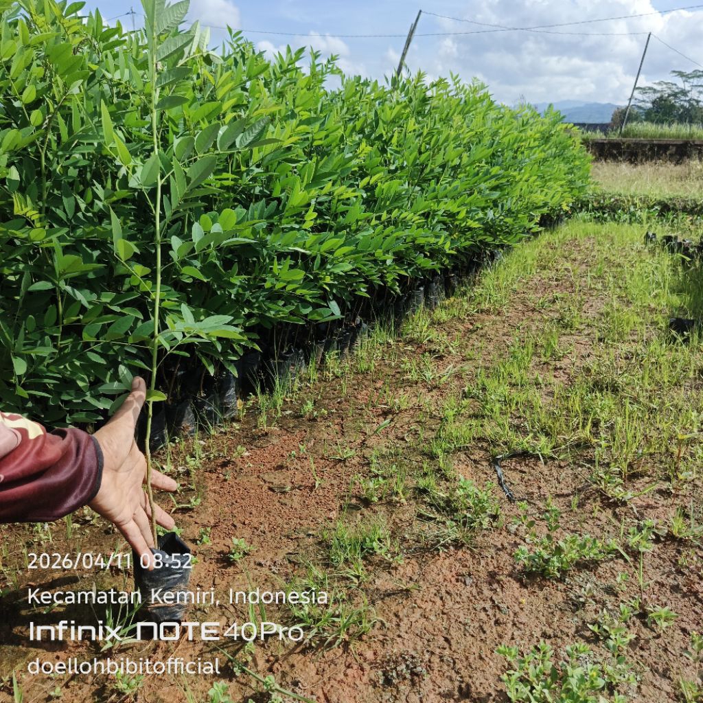 Bibit Indigofera Tinggi ±50 cm Siap Tanam (Indigofera zollingeriana)