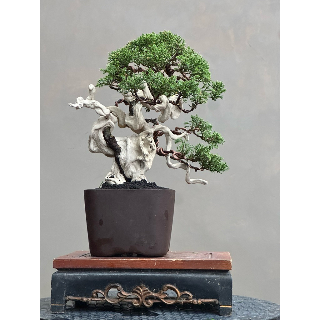 Bonsai cemara sargenti itoigawa tanuki