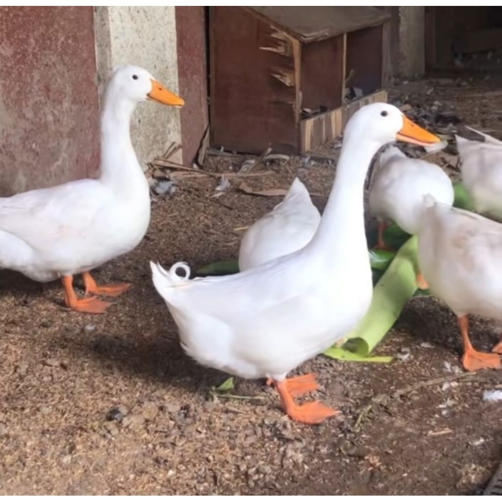 TELUR TETAS BEBEK PEKING SIAP DI TETASKAN