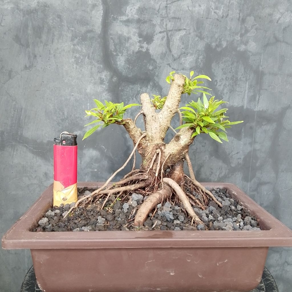Bahan bonsai beringin arjuna sesuai foto