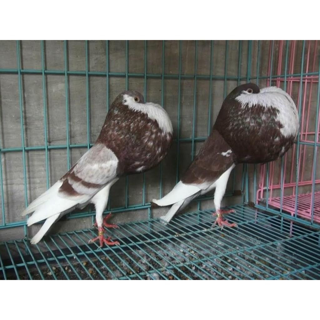 Merpati Hias gondok NORWICH pasangan Dewasa pilihan Siapan Produksi