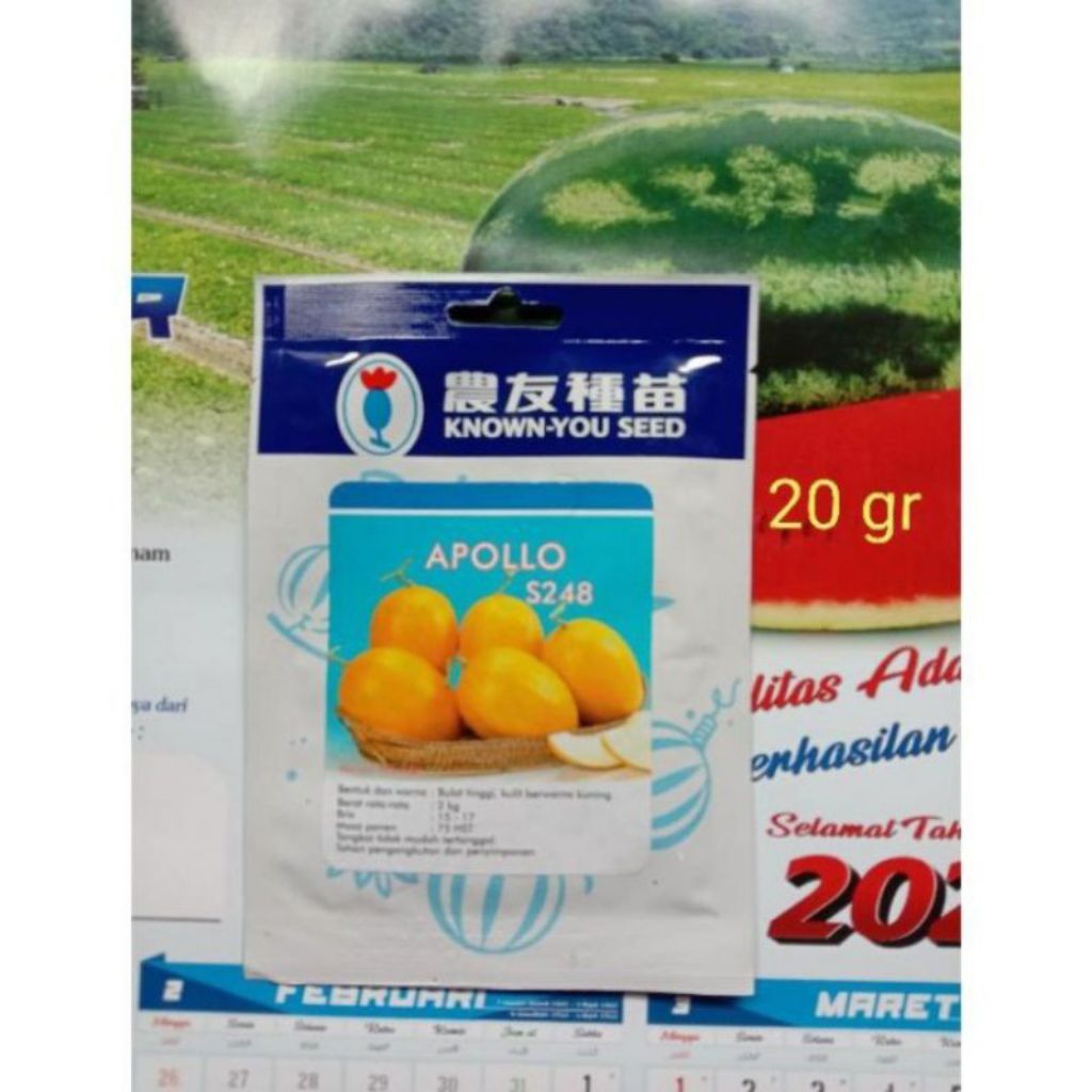 BENIH HIBRIDA MELON GOLDEN APOLLO 25 gr 500 SEED ORIGINAL