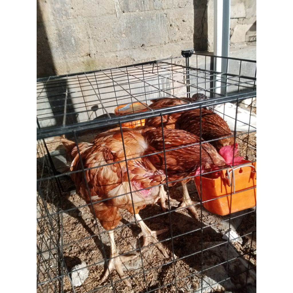 Ayam Petelur Betina Produktif