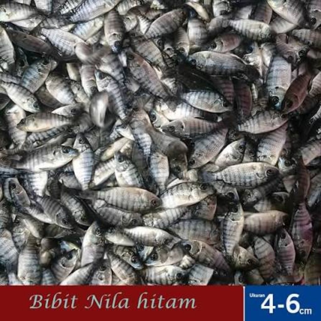 Bibit Nila Hitam Toba / Nila Hormon kekar 4-6cm mix...
