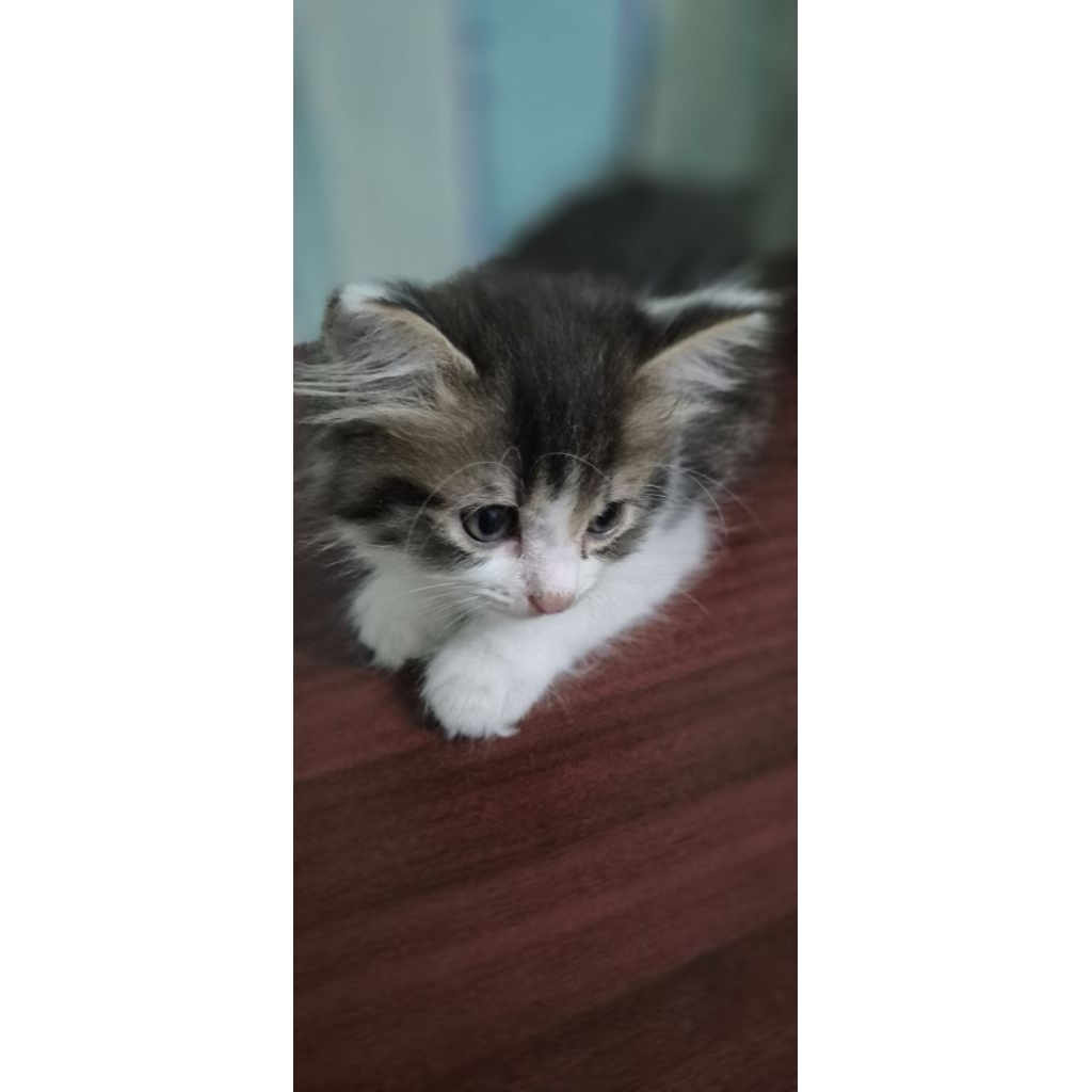 Adopsi Kitten Kucing Munchkin Himalaya Betina Vaksin
