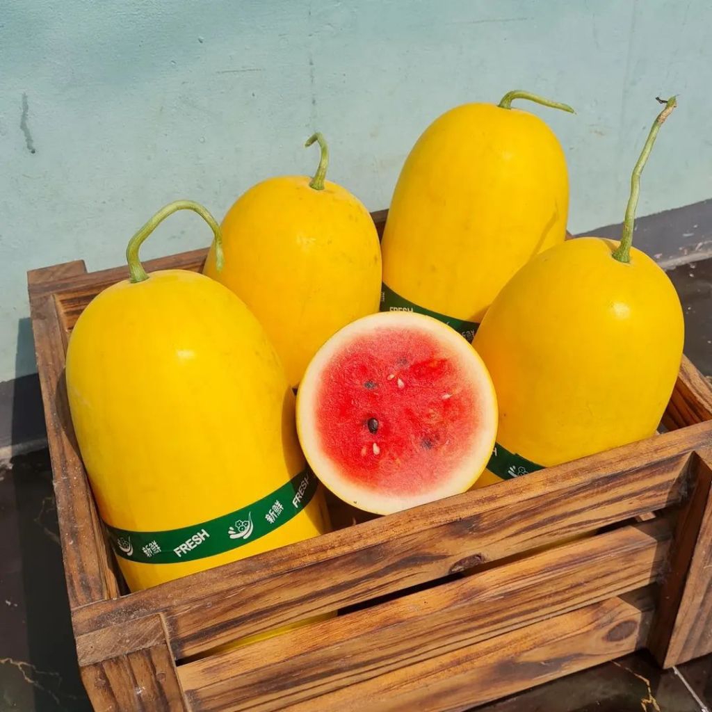 BENIH SEMANGKA GOLDEN MERAH 50 BIJI