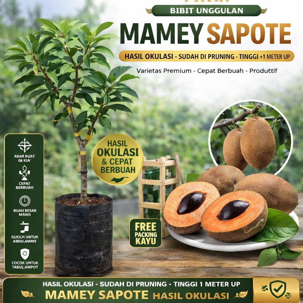Bibit Mamey Sapote Suprem Hasil Okulasi 1 Meter Up Tanaman Buah Segar dan Berkualitas Tinggi